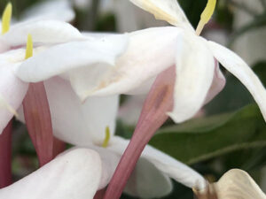 The Pink House - Guest house in Estoril
